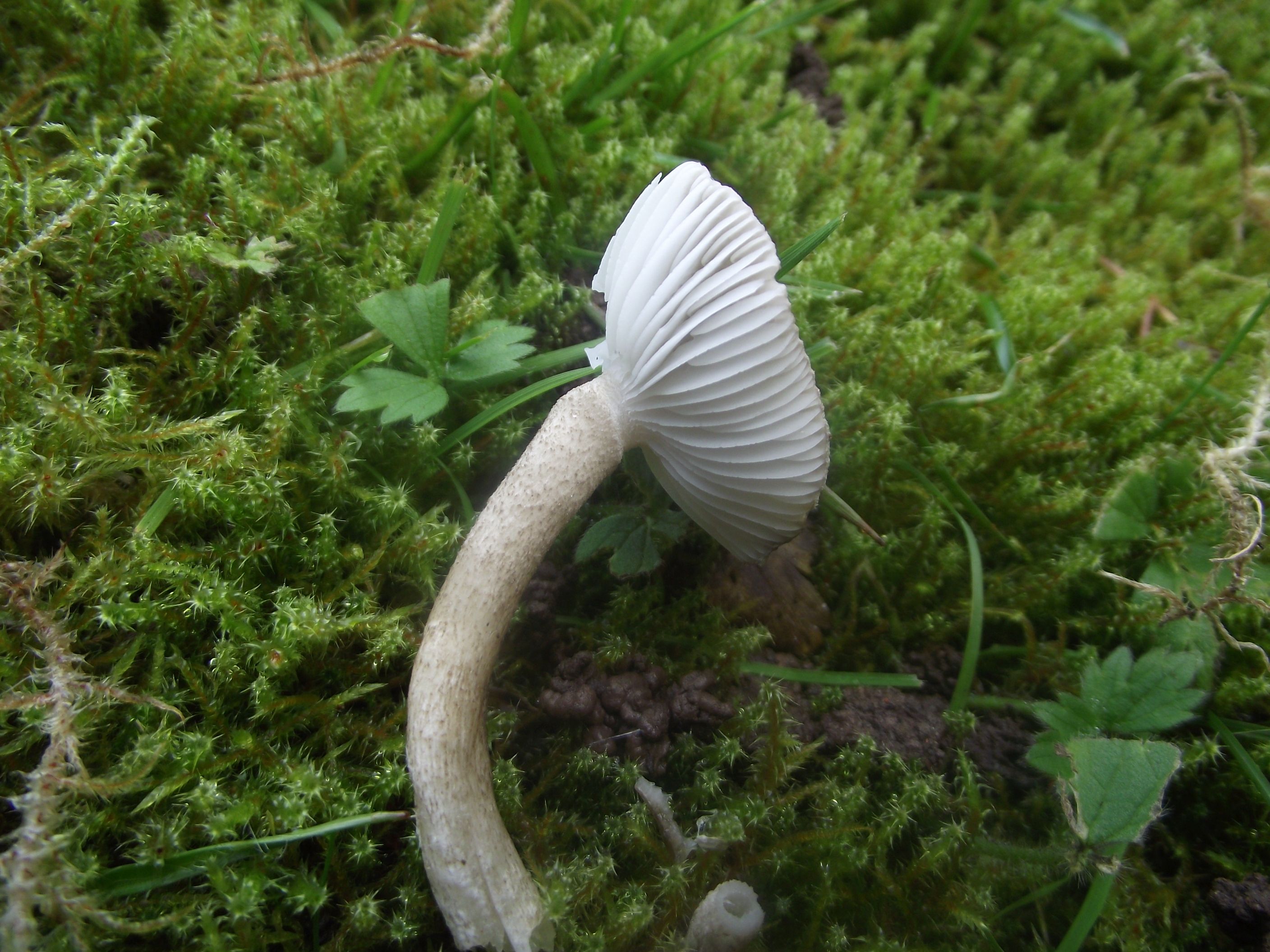 Schwarzpunktierter Schneckling